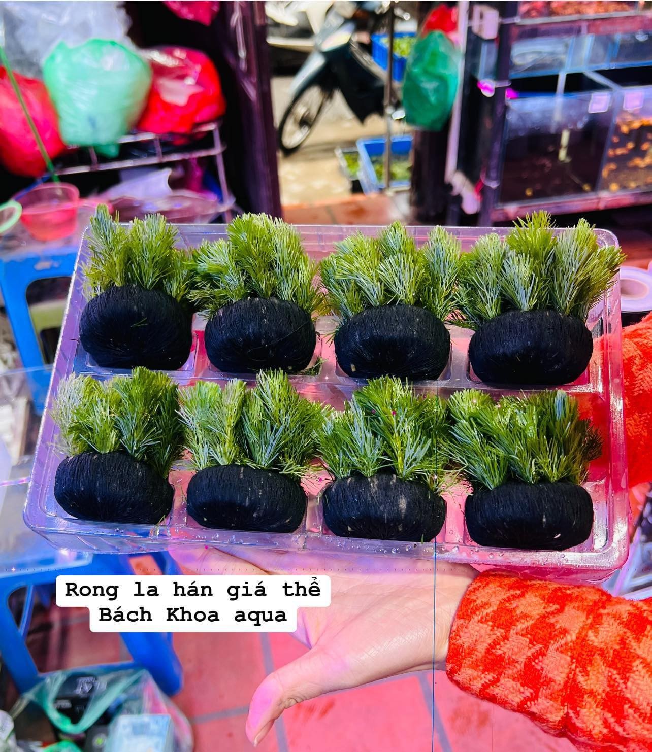 Cây thủy sinh - Rong la hán cấy giá thể